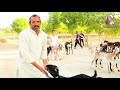 desi beetal nagra and makhi cheeni goats of zaigham sahiwal 2019