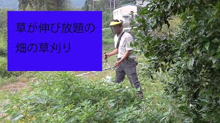 草まみれになった山椒畑を草刈り