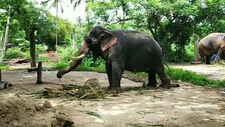 പുന്നത്തൂർ കോട്ട - ഗുരുവായൂർ ആനത്താവളം - Punnathur Kotta - Guruvayoor Elephants