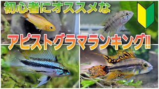 初心者にオススメのアピストグラマランキング‼　aquarium　アクアリウム　アピスト　水槽