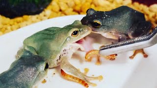 固有種モリアオガエルのベビー🐸お食事をします❤︎かわいい❤︎ The baby forest tree frog, which is endemic to Japan, eats.