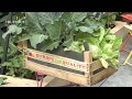 Créer un mini potager sur un balcon   - Truffaut