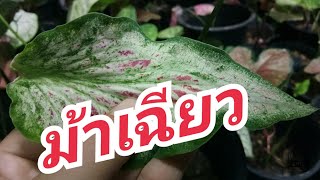 บอนสีม้าเฉียว#ตับสามก๊ก#ตระกูลม้า#บอนไทยโบราณ สวยงามน่าสะสม#caladium |ป้าแต้story