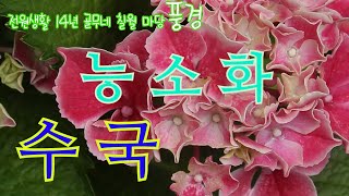 전원생활14년 골무네 능소화 수국 아메리칸블루 흐드러핀 칠월마당 풍경.