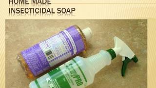 EXCELLENT - Homemade Insecticidal Soap