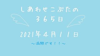 株式会社SCRIT「しあわせこぶたの３６５日」～　４/１１　八重桜　～