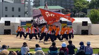 新煽組 [黒崎よさこい祭り 2023.05.21(日)]