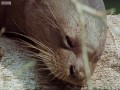 giant otters sunbathing wildlife on one bbc earth