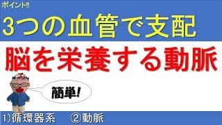 脳を栄養する動脈【解剖生理学Ⅰ 1循環器系:②動脈】