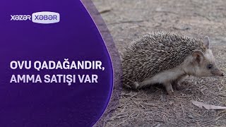 Ovu qadağandır, amma satışı var