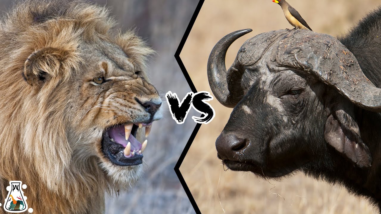 Lion Vs Buffalo - The Ultimate Predator Vs Prey Battle - YouTube