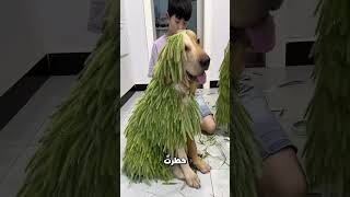 شاهد ما فعله هذا الولد بكلبه ❤️