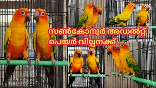 Sun conur#Ever Green birds#