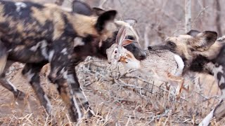 जंगली कूत्ते क्यों इतने खतरनाक शिकारी होते है  | 10 Most Dangerous Desert Animals | Amazing Top5