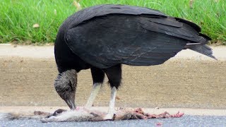 Black vulture eating roadkill / deal animal / squirrel