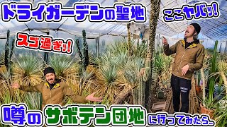 貴重!【アガベ・サボテンの聖地】驚きｯ!連発のサボテン団地に行ってみたら..【コバアミーゴさん】