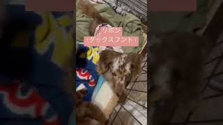 【里親募集中】愛嬌たっぷりの保護犬が可愛すぎる #shorts #保護犬 #犬 #ダックスフント #老犬 #でも #こんなにカワイイ #人懐っこい #里親募集中