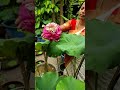 Big Lotus From our Home garden. how to grow Multipetal lotus at Home? Multicolour Lotus. Home garden