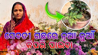 ସେବତୀ ଗଛରେ ନୂଆ କୁଆଁ କିପରି ପାଇବା #chrysanthemum #save #tips #odia #gardening