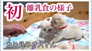 初めて離乳食を見た子犬の反応【フレンチブルドッグ】