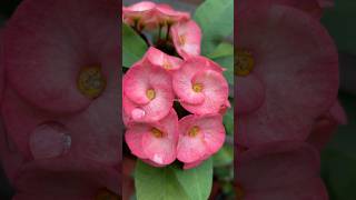 Euphorbia milii flowers | Beautiful for your eyes #shortsfeed #euphorbiamilii #shortsvideo