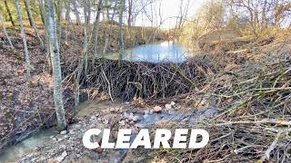 Massive Beaver Dam Removal – Water Finally Breaks Free!