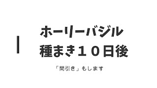 ホーリーバジル：種まき１週間後