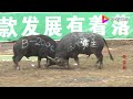 荔波甲良猛牛争霸赛：新东方不败2000号牛王对阵独霸一方19号牛王