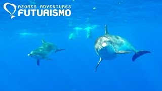 Atlantic Spotted Dolphins - Azores