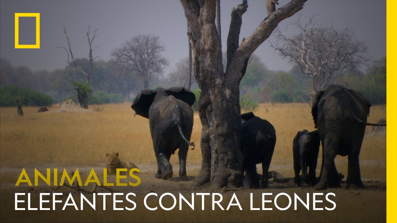 Una Manada De Elefantes Carga Contra Unos Leones. ¿Quién Gana ...