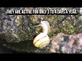 wild u0026 weird one of world s rarest snails lives in the desert