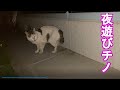 今日も夜遊びする野良猫チノさん