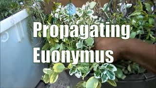 Propagating Euonymus Shrubs // How To Propagate Plants