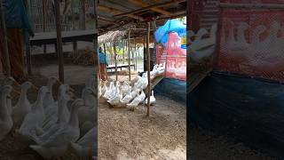 #pekin #ducks #amazing #shortvideo