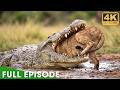 Ultimate Predators (Full Episode) | World's Deadliest | Nature Animal Documentary