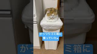 猫飼いはゴミ捨ても油断禁物です　#shorts#猫#猫のいる暮らし#多頭飼い