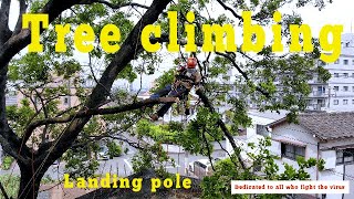 Tree climbing  Use the landing pole　ツリークライミング 4Kドローン空撮