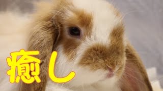 うさぎのかわいい鼻ひくひく動画 - rabbit's nose twitching