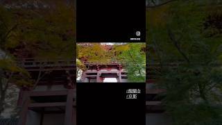 【京都】醍醐寺 紅葉 2023 #kyoto