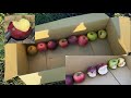 8 Apple Varieties Tasting & Evaluation, Apples Can Survive a Frost?