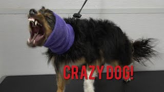 Crazy Rescue Dog | Dog Attack