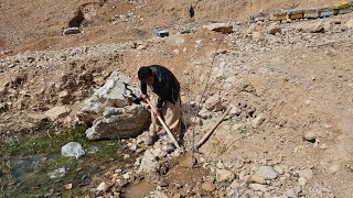 Apricot tree: a symbol of hope and life in a stone hut