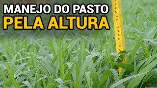 Manejo do pasto pela altura | Dica EducaPoint