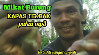 Cara Memikat Burung Kapas Tembak Pakai Mp3 #mikatburung #kapastembak #suarakapastembak