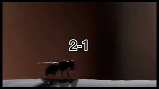 Walter White vs The fly