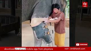 ఏనుగుకు కృత్రిమ కాలు || Artificial leg for an elephant