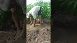 ભાવ બીજા કરે#ખેડૂત પુત્ર #farming #trending #shorts #viral #ખેડૂતો #viralvideo #વાડી