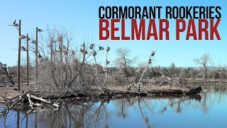 Cormorant Rookeries at Belmar Park