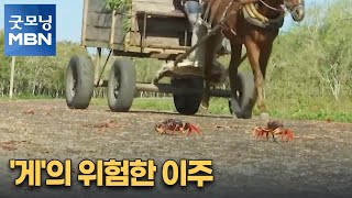 [굿모닝월드] '게'의 위험한 이주 [굿모닝 MBN]