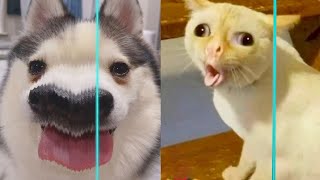Time Warp Scan Jurassic - TikTok Compilation Dog And Cat | Best funny4